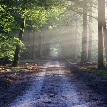 country road, trees on each side with rays of sunlight shining through